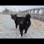 バットマンみたいな猫が「ついてきな！」というのでついて行ってみたら…(YouTube)