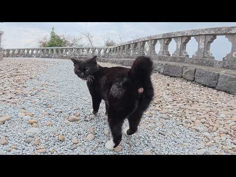 バットマンみたいな猫が「ついてきな！」というのでついて行ってみたら…(YouTube)