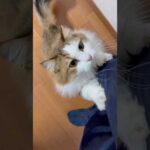 座らせてみせようホトトギス(YouTube)