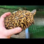 とんでもないカメが現れました…!!!(YouTube)