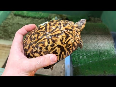 とんでもないカメが現れました…!!!(YouTube)