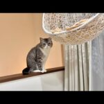 かごの中のおもちゃを取ってほしくて黙ってアピールしてくる猫が可愛すぎましたw(YouTube)