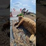 上機嫌な長毛茶トラ猫が喉をゴロゴロと鳴らす #猫 #ねこ #cat(YouTube)