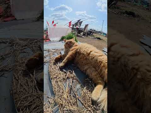 上機嫌な長毛茶トラ猫が喉をゴロゴロと鳴らす #猫 #ねこ #cat(YouTube)