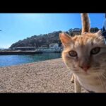 防波堤に座ったら猫が次々集まってきた…猫島が幸せすぎる瞬間(YouTube)