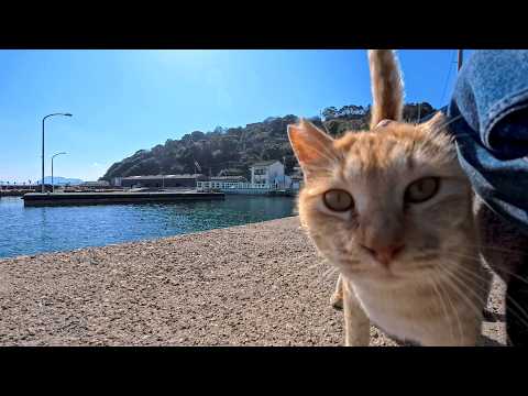 防波堤に座ったら猫が次々集まってきた…猫島が幸せすぎる瞬間(YouTube)