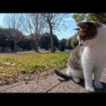 小さな虫に夢中になる公園の猫ちゃん…無邪気すぎる尊い時間(YouTube)