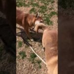 頑張れ軟弱星人(YouTube)