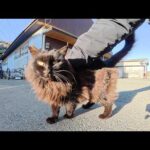 冬毛でボリューミーになった長毛黒猫ちゃんをモフる(YouTube)