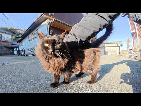 冬毛でボリューミーになった長毛黒猫ちゃんをモフる(YouTube)