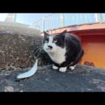 お魚がピチピチと飛び跳ねて、困惑する猫(YouTube)