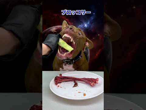 鹿の肋を簡単に噛み砕くダギーさん(YouTube)