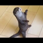 カワウソ、ワラビー、猫、子猫のおやつタイム！ Otter, wallaby, cat, and kitten snack time!(YouTube)