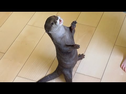 カワウソ、ワラビー、猫、子猫のおやつタイム！ Otter, wallaby, cat, and kitten snack time!(YouTube)