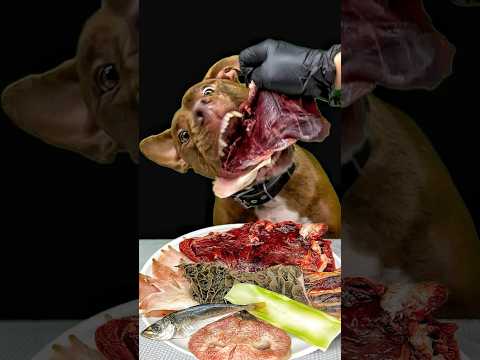 肋骨を豪快に噛み砕くダギーさんの咀嚼音(YouTube)