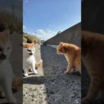 誰とでも喧嘩する猫(YouTube)