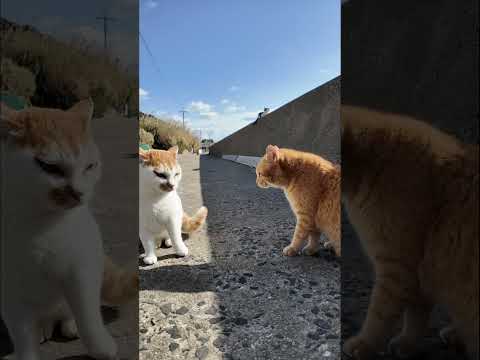 誰とでも喧嘩する猫(YouTube)