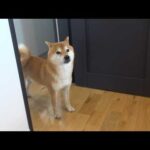 え？家に帰ると…パパがいなくなってました(YouTube)