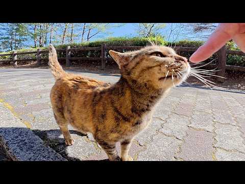 丘で休むムギワラ猫を呼んだら、ダミ声で鳴きながら甘えてきた(YouTube)