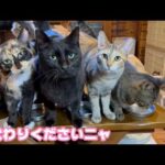 お代わり下さいニャ  気温が上がると食べるのであります   2026 02 21 1(YouTube)