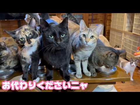 お代わり下さいニャ  気温が上がると食べるのであります   2026 02 21 1(YouTube)