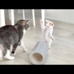 珍しくボス猫から遊びに誘われた新入り子猫の反応が可愛すぎましたwww(YouTube)