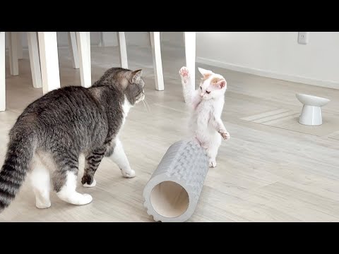 珍しくボス猫から遊びに誘われた新入り子猫の反応が可愛すぎましたwww(YouTube)