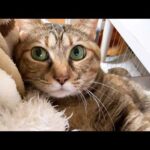 甘えん坊になりすぎた麦わら猫に癒されています(YouTube)