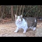 ハイキング中、猫がモフられに出てきた…と思ったらまさかのイノシシ登場で空気が変わった(YouTube)