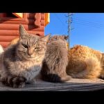 猫の島の朝、朝食会に集まる猫たちが尊すぎて心が溶けました(YouTube)