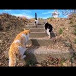 港近くで出会った猫たちと一緒に灯台まで散歩…映画みたいな時間が尊すぎた(YouTube)