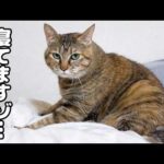 飼い主が寝た後にもっと甘えたい猫の行動に癒されました…笑(YouTube)