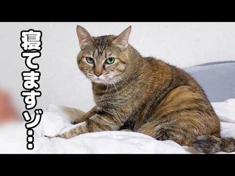 飼い主が寝た後にもっと甘えたい猫の行動に癒されました…笑(YouTube)