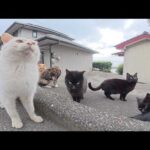 三毛猫がたくさんの仲間を紹介してくれて、海辺の道へ一緒にお出掛けする(YouTube)