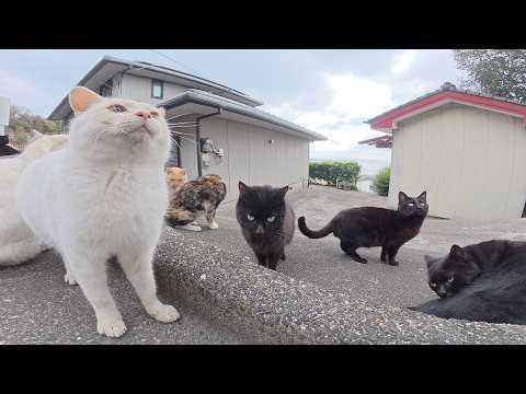 三毛猫がたくさんの仲間を紹介してくれて、海辺の道へ一緒にお出掛けする(YouTube)