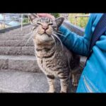 漁港の街の神社に行くと階段下から猫がモフられに出てきた(YouTube)