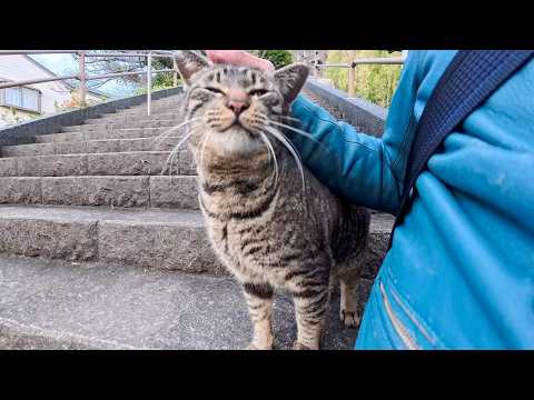 漁港の街の神社に行くと階段下から猫がモフられに出てきた(YouTube)