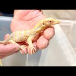 【日本初繁殖】アルビノのオオトカゲを繁殖させた方の飼育施設に行くと…とんでもない爬虫類がたくさんいました(YouTube)