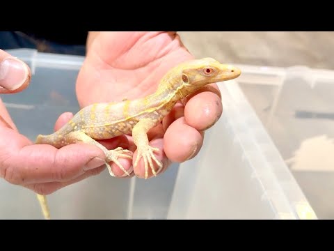 【日本初繁殖】アルビノのオオトカゲを繁殖させた方の飼育施設に行くと…とんでもない爬虫類がたくさんいました(YouTube)