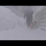 突然の猛吹雪で柴犬は意外な反応を見せました。。(YouTube)