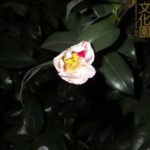 井の頭自然文化園 花ごよみ動画 ツバキ（秋の山）の開花(YouTube)