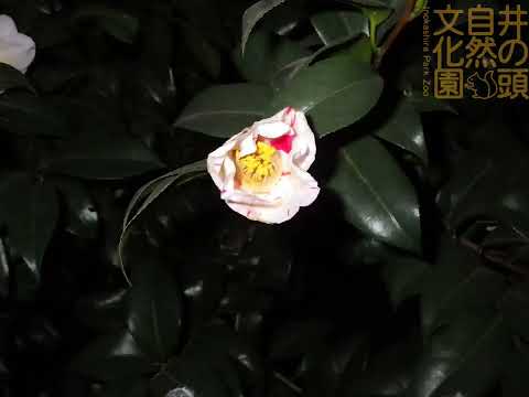 井の頭自然文化園 花ごよみ動画 ツバキ（秋の山）の開花(YouTube)
