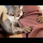 階段で集会を開くカワウソ、猫、子猫 Otters, cats, and kittens holding a gathering on the stairs(YouTube)