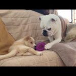 介護が必要な子犬に「おもちゃで遊んで遊んでごらん…」と大切なものを渡すまるこお姉さんが優しすぎました…(YouTube)