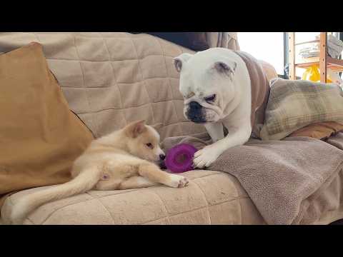 介護が必要な子犬に「おもちゃで遊んで遊んでごらん…」と大切なものを渡すまるこお姉さんが優しすぎました…(YouTube)