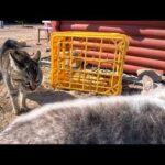 猫島の朝食会でまさかの喧嘩勃発!? 猫ハウス裏で続く緊迫の睨み合いがリアルすぎた😾(YouTube)