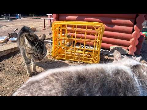 猫島の朝食会でまさかの喧嘩勃発!? 猫ハウス裏で続く緊迫の睨み合いがリアルすぎた😾(YouTube)