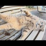 何かと忙しそうで、中々ひざの上に乗ってくれないトトロ猫ちゃん(YouTube)