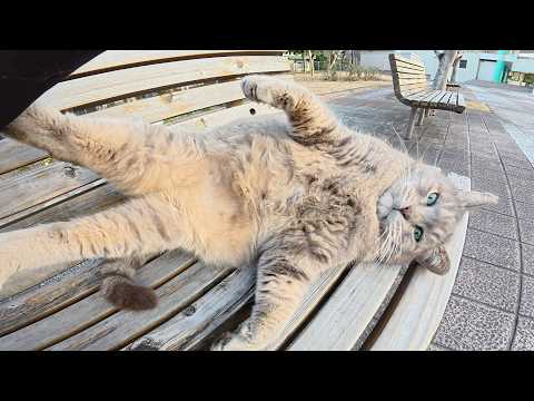 何かと忙しそうで、中々ひざの上に乗ってくれないトトロ猫ちゃん(YouTube)