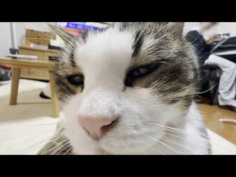 起きてる時のほとんが甘えてる猫の一日(YouTube)